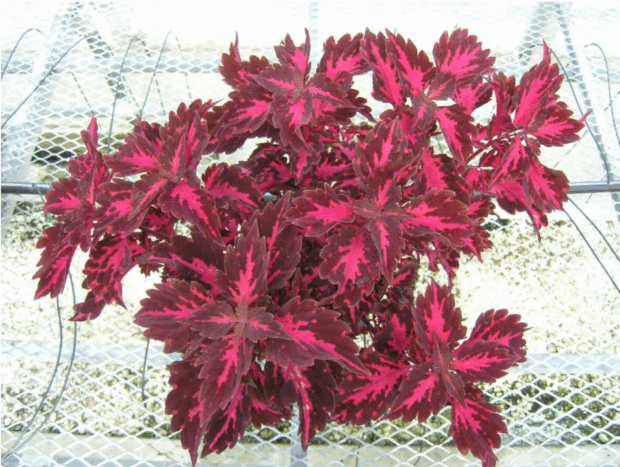 Stained Glassworks™ Royalty 'UF16-88-9'